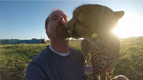 当你背对花豹&猎豹的时候会发生什么